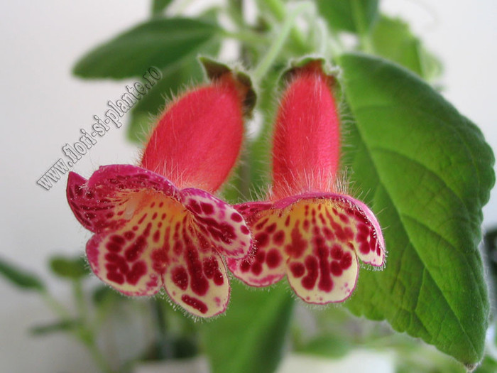 Kohleria Lucky Lucifer 16