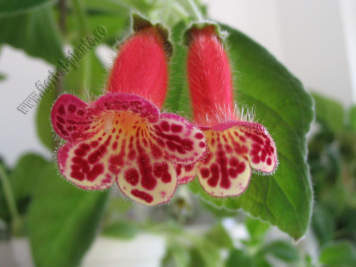 Kohleria Lucky Lucifer 17