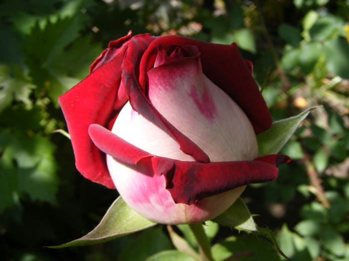 Osiria; Thea hybrid,floare mare ,centrata ,25-40 petale,parfum mediu-puternic(3-4 puncte din 5)h 1-1,3m
