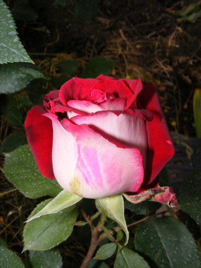 Osiria; Thea hybrid,floare mare ,centrata ,25-40 petale,parfum mediu-puternic(3-4 puncte din 5)h 1-1,3m
