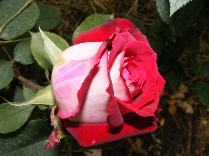 Osiria; Thea hybrid,floare mare ,centrata ,25-40 petale,parfum mediu-puternic(3-4 puncte din 5)h 1-1,3m
