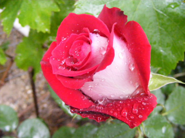 Osiria; Thea hybrid,floare mare ,centrata ,25-40 petale,parfum mediu-puternic(3-4 puncte din 5)h 1-1,3m
