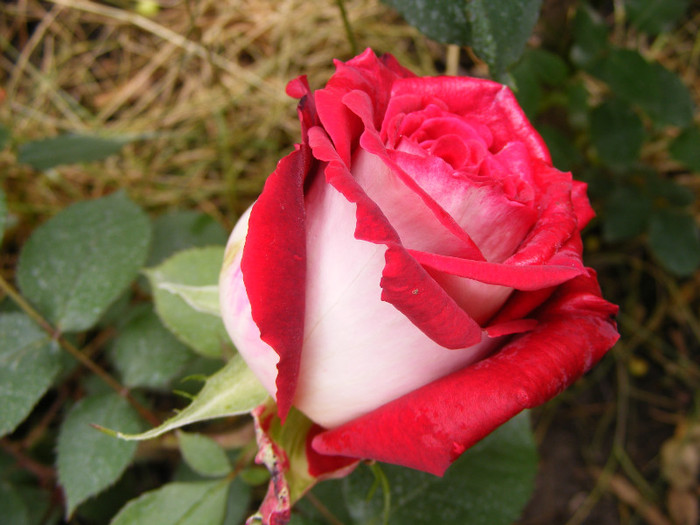 Osiria; Thea hybrid,floare mare ,centrata ,25-40 petale,parfum mediu-puternic(3-4 puncte din 5)h 1-1,3m
