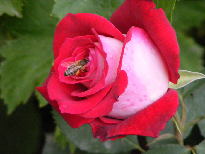 Osiria; Thea hybrid,floare mare ,centrata ,25-40 petale,parfum mediu-puternic(3-4 puncte din 5)h 1-1,3m
