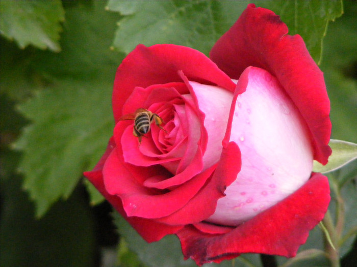 Osiria; Thea hybrid,floare mare ,centrata ,25-40 petale,parfum mediu-puternic(3-4 puncte din 5)h 1-1,3m
