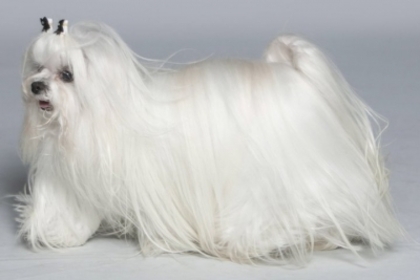 normal_005_(1) - Dos Hogares