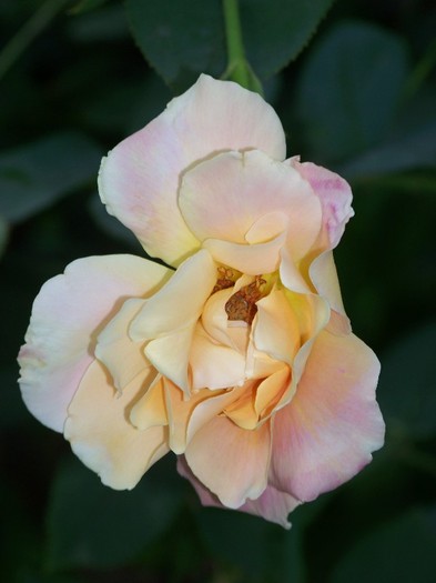 100_6812 - Iunie 2011