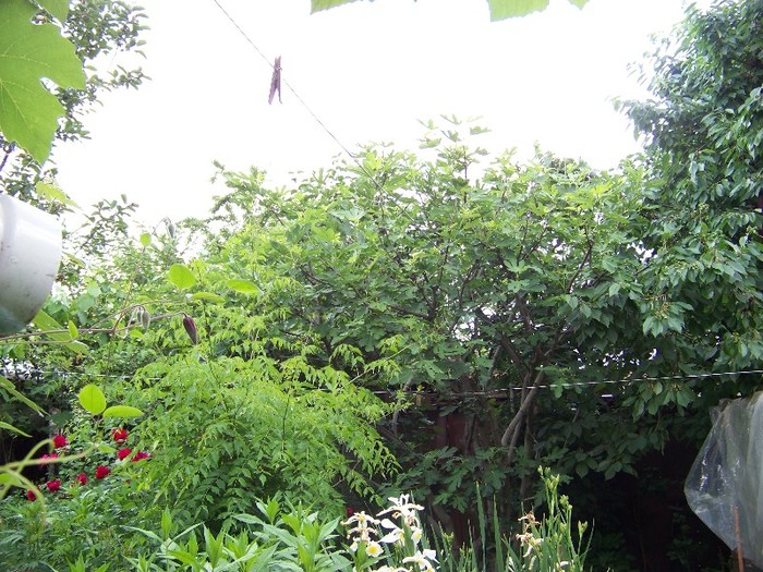 100_6838 - Iunie 2011