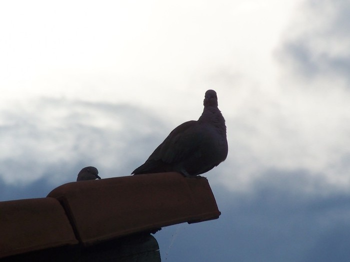 100_6844 - Iunie 2011