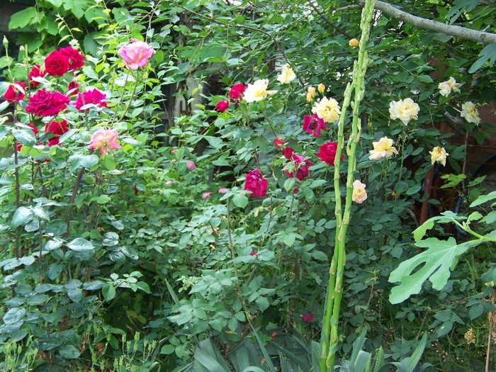 100_6847 - Iunie 2011