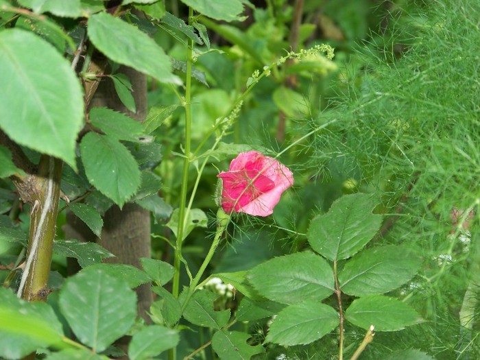 100_6854 - Iunie 2011