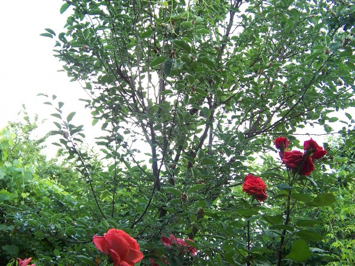 100_6891 - Iunie 2011