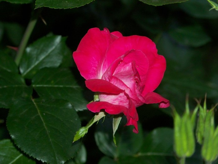 100_6998 - Iunie 2011