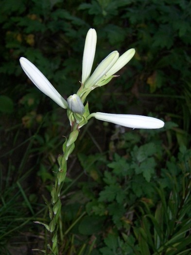 100_6999 - Iunie 2011