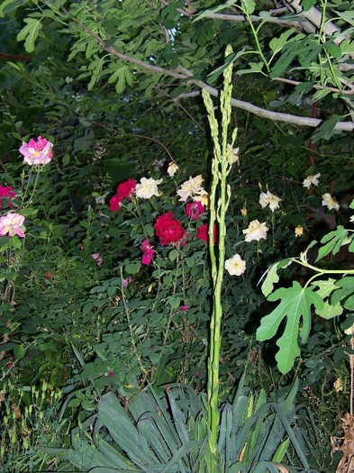 100_7005 - Iunie 2011