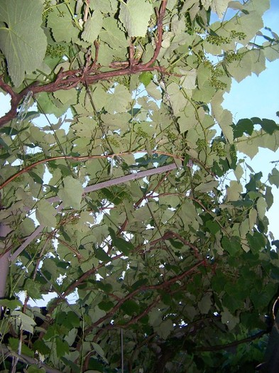 100_7036 - Iunie 2011