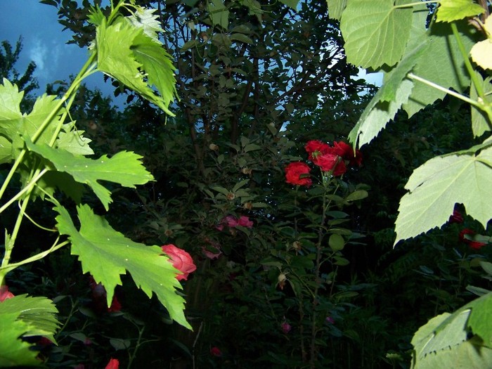 100_7037 - Iunie 2011