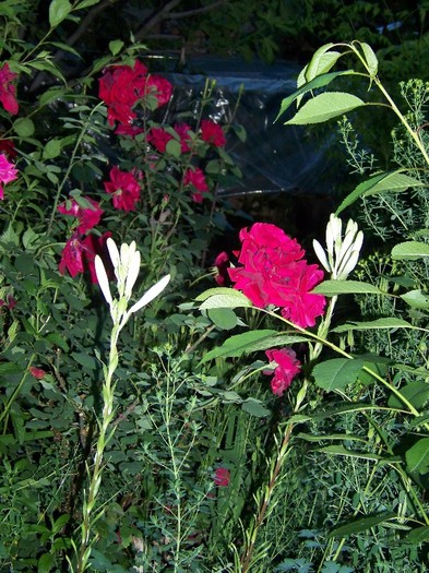 100_7040 - Iunie 2011