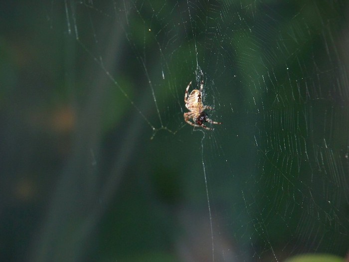 100_7049 - Iunie 2011