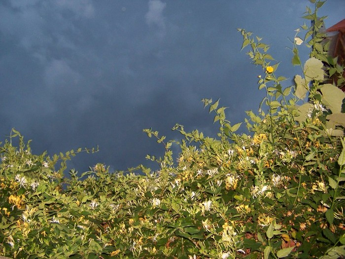 100_7051 - Iunie 2011