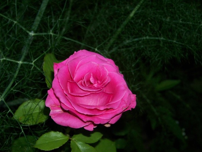 100_7053 - Iunie 2011