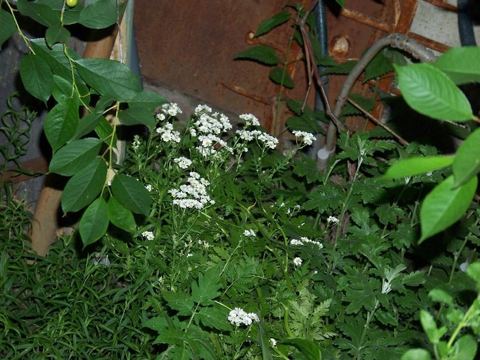 100_7054 - Iunie 2011