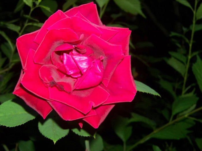 100_7055 - Iunie 2011