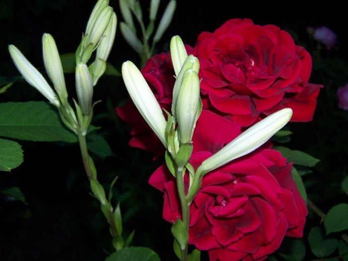 100_7056 - Iunie 2011