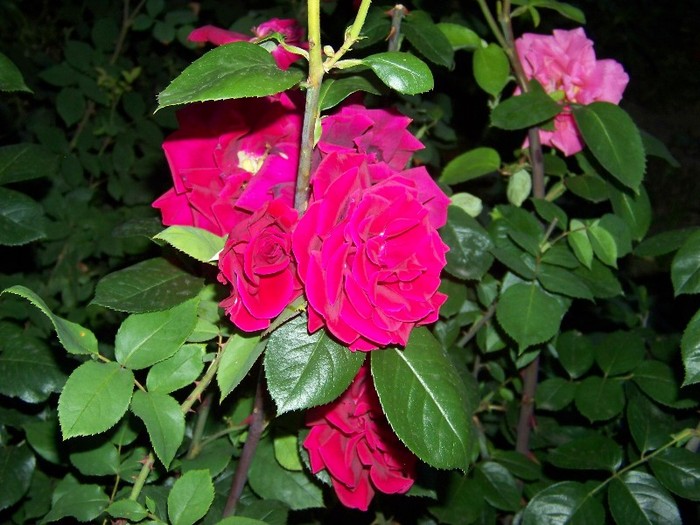 100_7057 - Iunie 2011