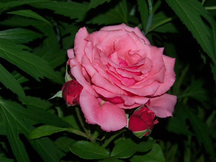 100_7059 - Iunie 2011