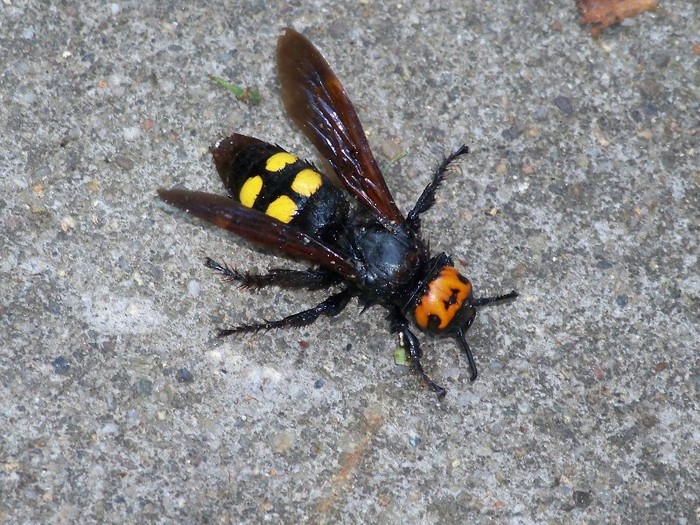 100_7067 - Iunie 2011