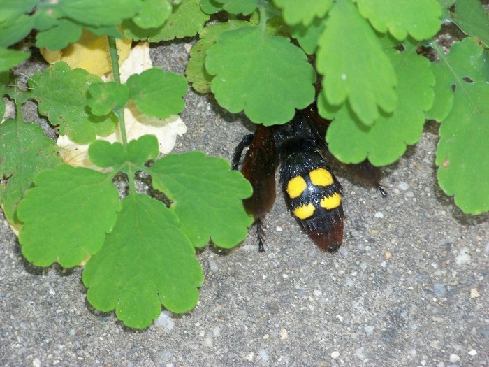 100_7071 - Iunie 2011