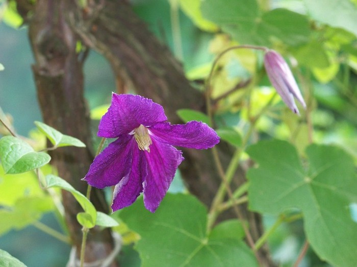 100_7097 - Iunie 2011