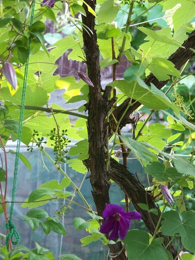 100_7098 - Iunie 2011