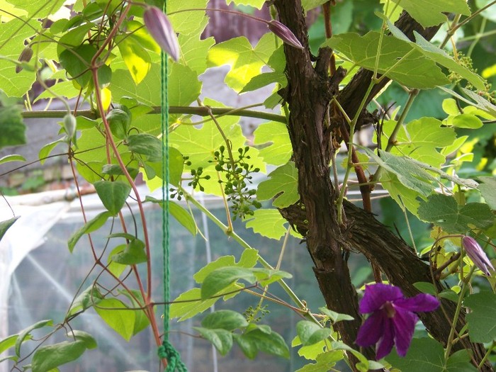 100_7099 - Iunie 2011