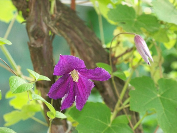 100_7100 - Iunie 2011