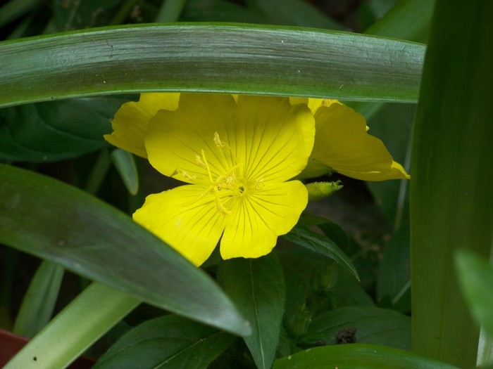 100_7129 - Iunie 2011