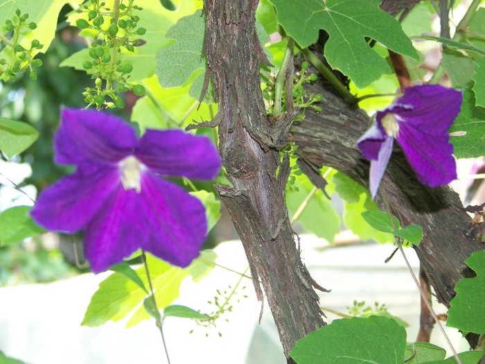 100_7132 - Iunie 2011