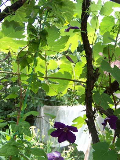 100_7133 - Iunie 2011