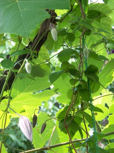 100_7134 - Iunie 2011