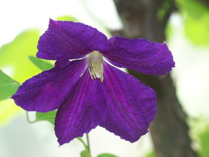 100_7136 - Iunie 2011