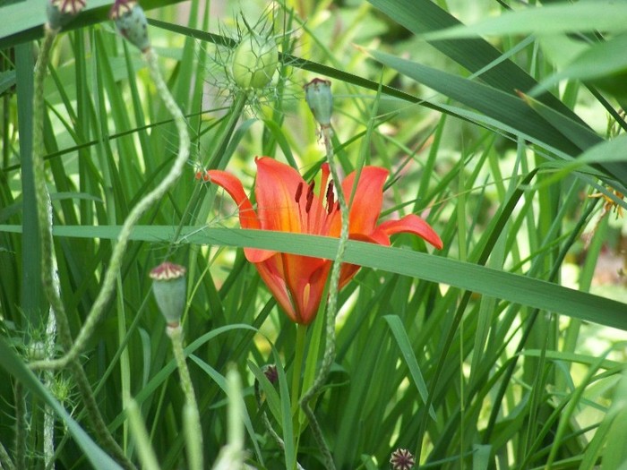 100_7137 - Iunie 2011