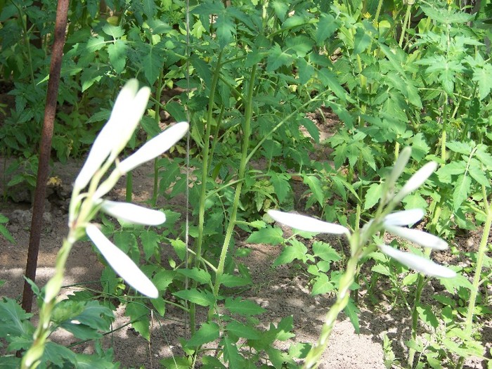 100_7142 - Iunie 2011