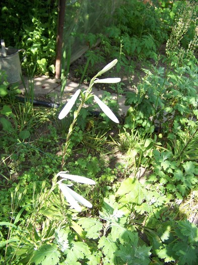 100_7143 - Iunie 2011