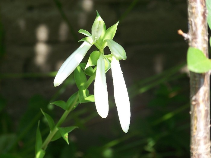 100_7145 - Iunie 2011