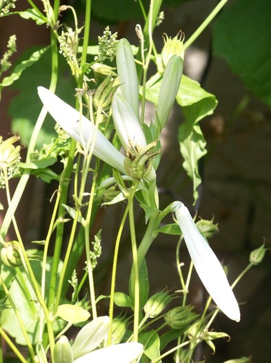 100_7146 - Iunie 2011