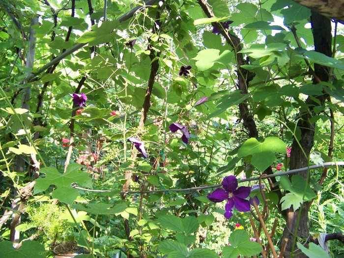 100_7161 - Iunie 2011