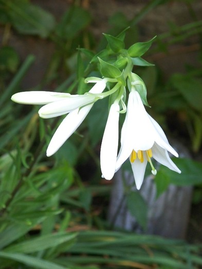 100_7162 - Iunie 2011