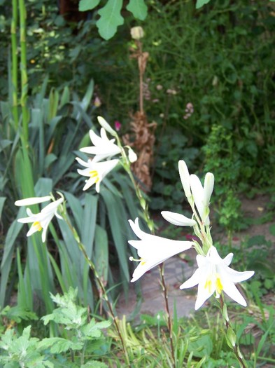 100_7165 - Iunie 2011