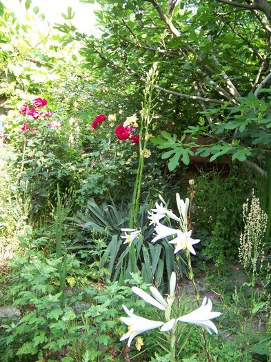 100_7166 - Iunie 2011